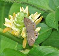 Imagem de Eurybia elvina Stichel 1910