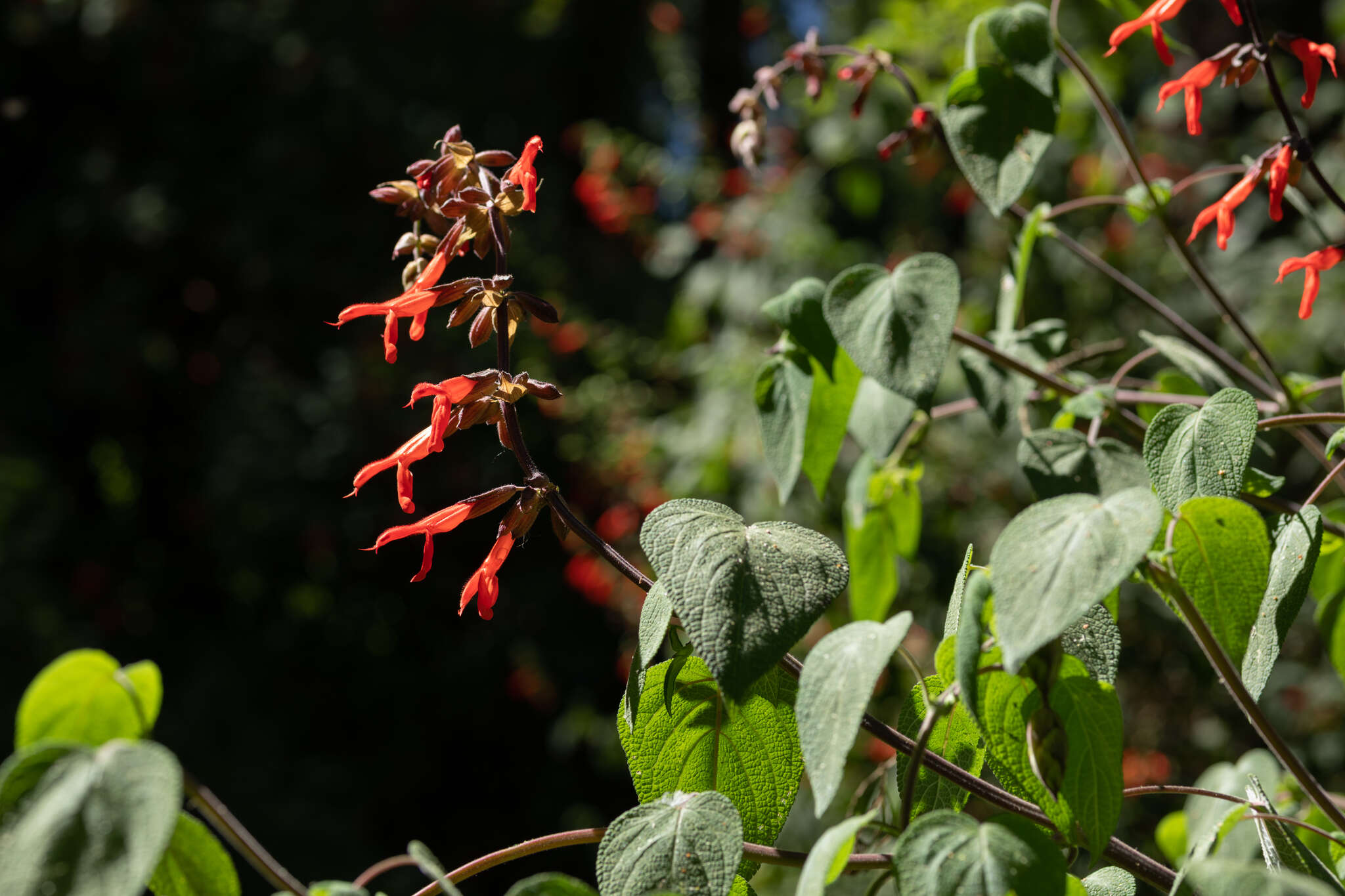 Image of Salvia gesneriiflora Lindl. & Paxton