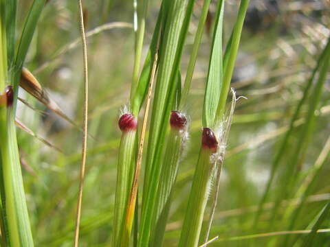 Pentameris thuarii P. Beauv. resmi