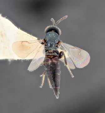 Image of <i>Colotrechnus subcoeruleus</i> Thomson 1878