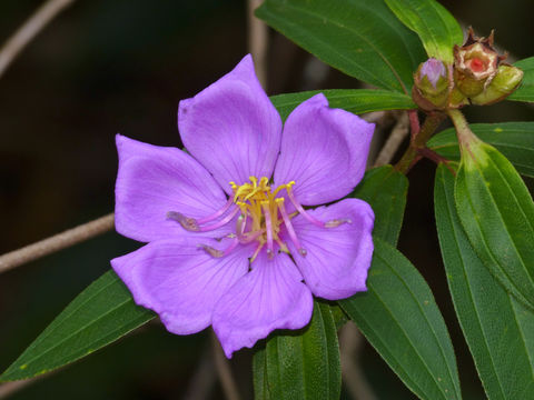 Image of Malabar melastome
