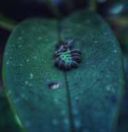 Image of Acianthera circumplexa (Lindl.) Pridgeon & M. W. Chase