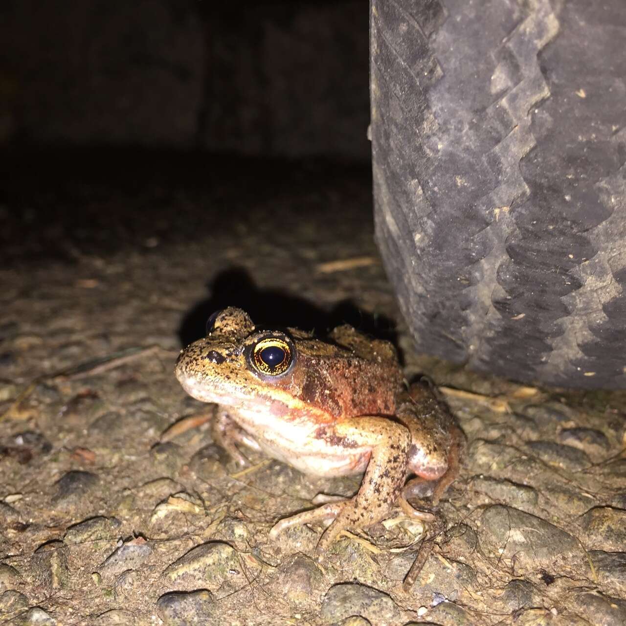 Image of Northern Red-legged Frog