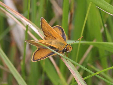 Image of lulworth skipper