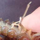 Image de Procambarus pycnogonopodus Hobbs 1942
