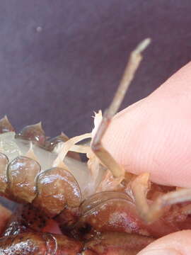 Image of Procambarus pycnogonopodus Hobbs 1942