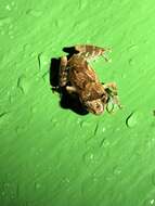 Image of Caretta Robber Frog