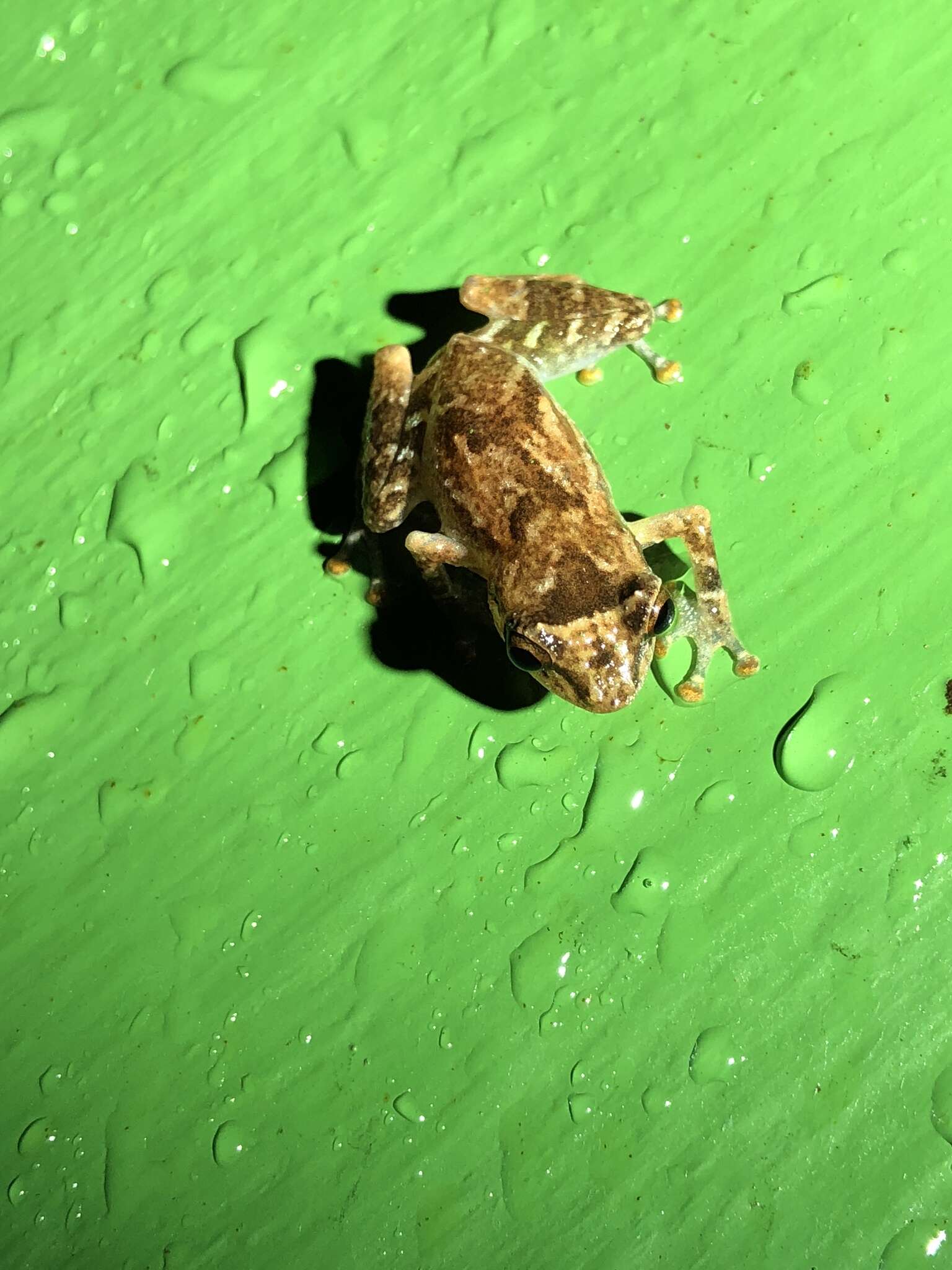 Image of Caretta Robber Frog