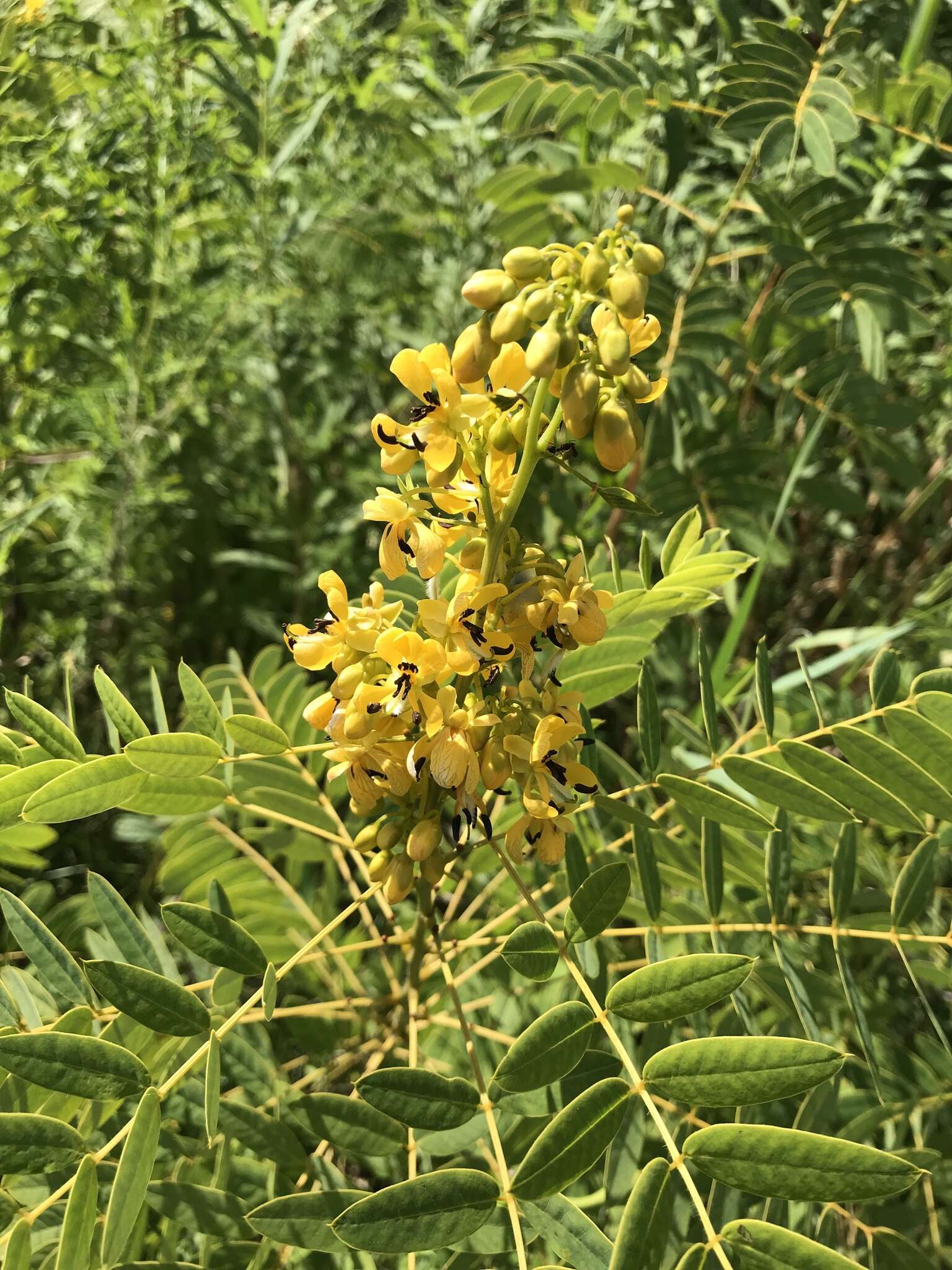 Image of American senna