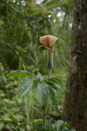 Image of arisaema