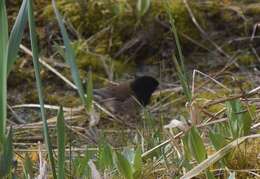 Image of juncos