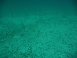 Image of Galapagos garden eel