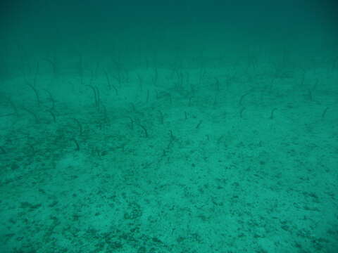 Image of Galapagos garden eel