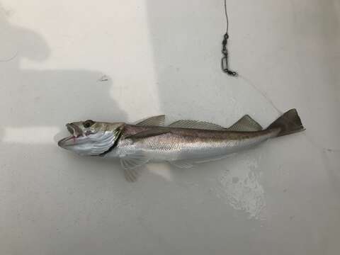 Image of Atlantic hake