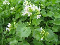 Imagem de Cardamine asarifolia L.