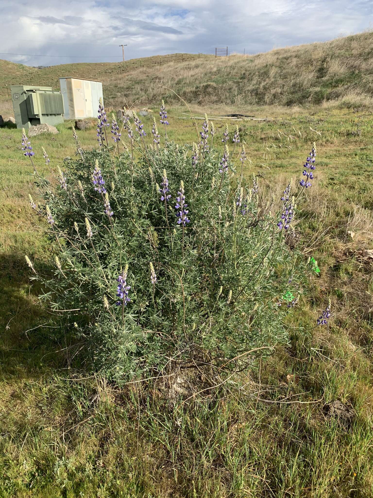 Lupinus albifrons var. albifrons的圖片