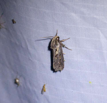 Image of Clemens' Grass Tubeworm Moth