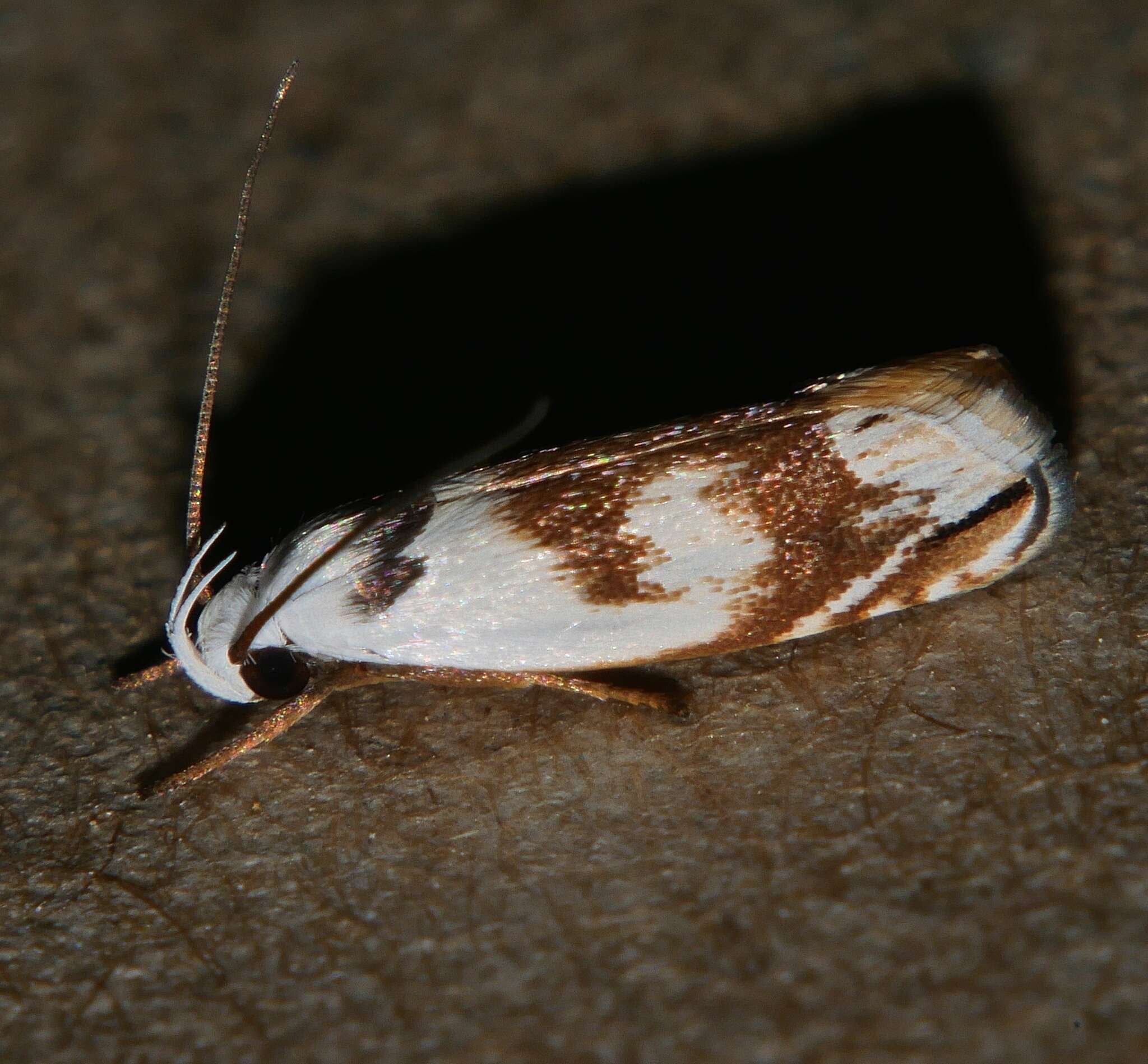 Image of Plectophila pyrgodes Turner 1897