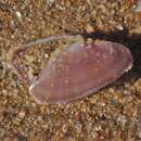 Image of Livid Sunset Clam