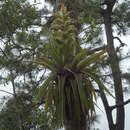 Image of Tillandsia tillii Ehlers