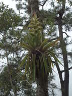 Image of Tillandsia tillii Ehlers