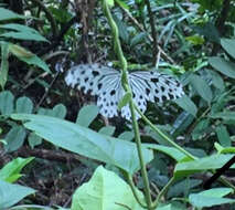 Sivun Ideopsis gaura perakana Fruhstorfer 1898 kuva