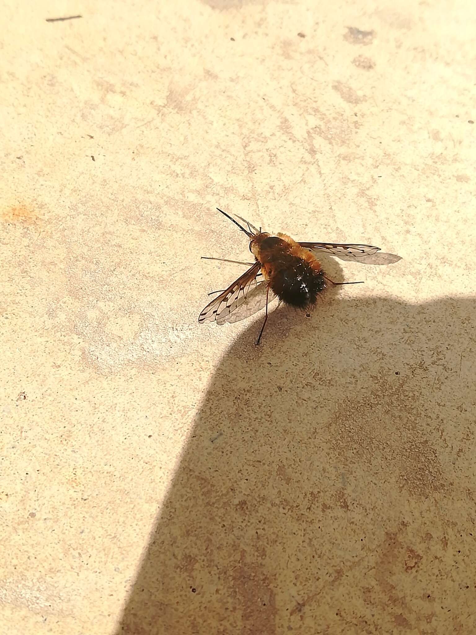 Image de Bombylius discolor Mikan 1796