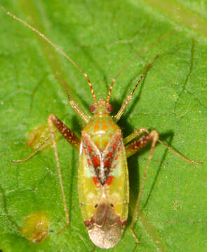 Image of Phytocoris tibialis Reuter 1876