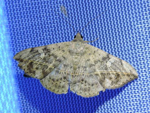 Image of Velvetbean Caterpillar Moth