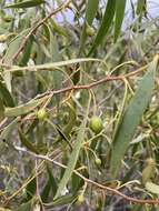 Image of Eremophila santalina (F. Muell.) F. Muell.