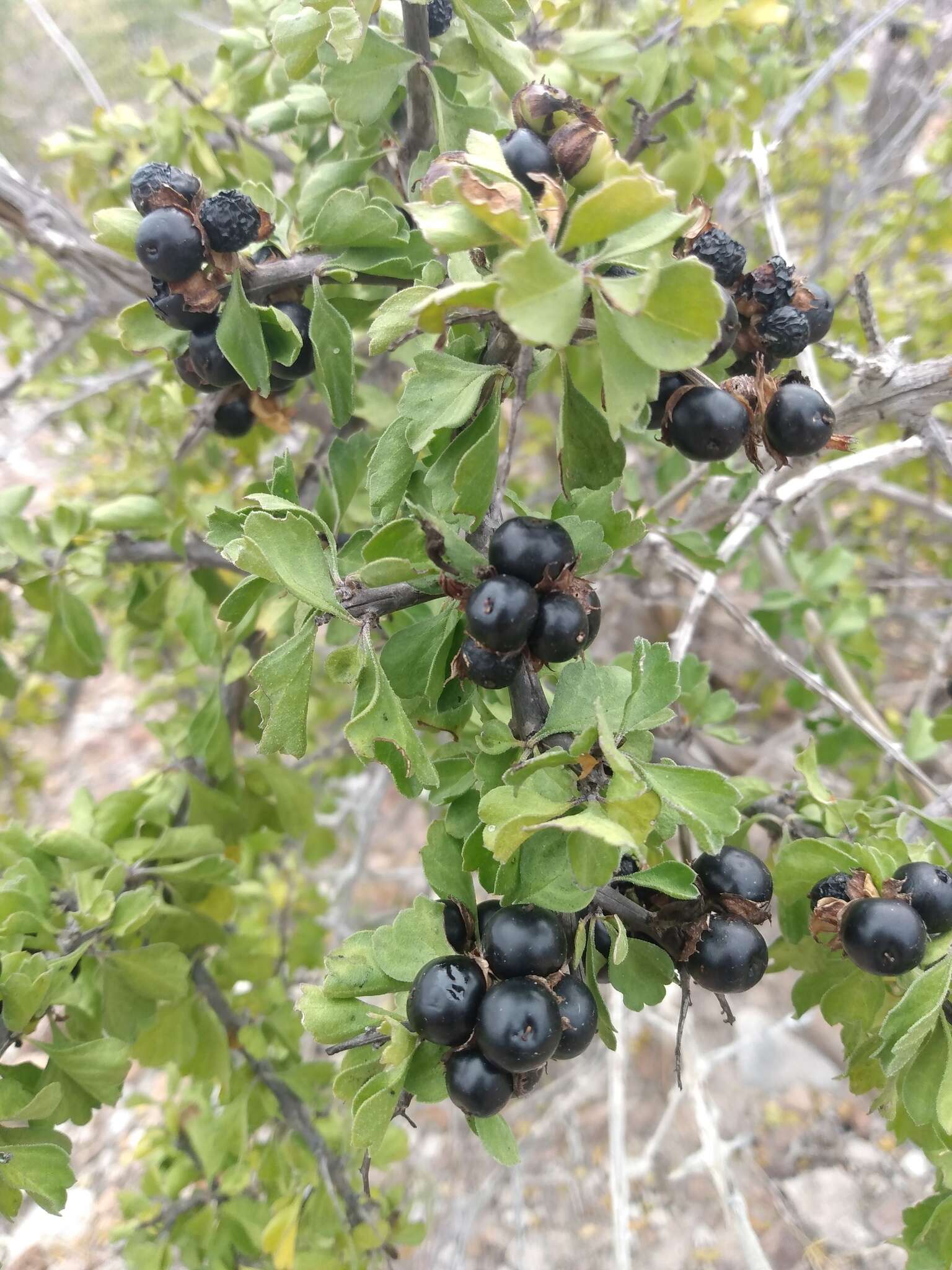 Image of Citharexylum flabellifolium S. Watson