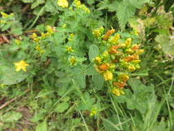 Image of spotted St. Johnswort