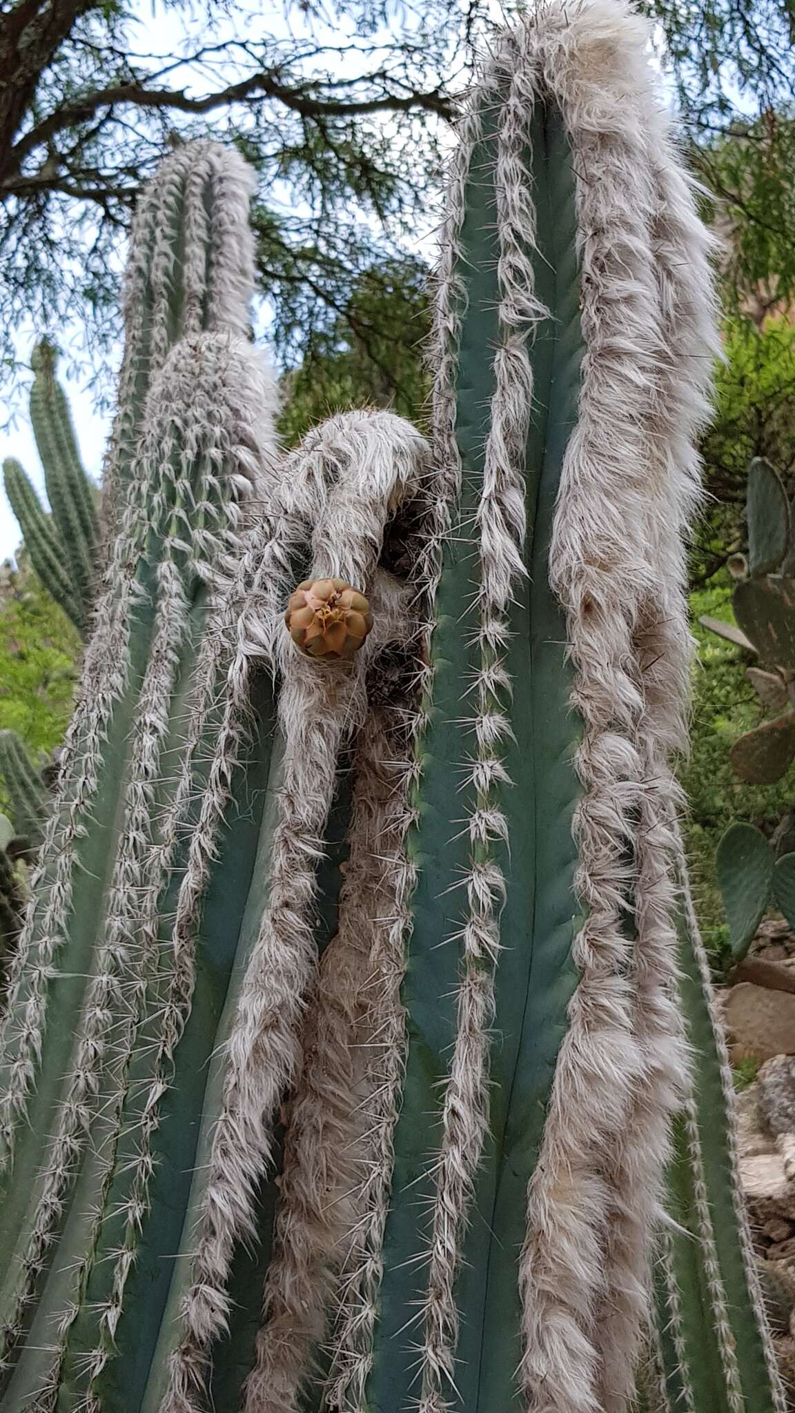 Image of Pilosocereus leucocephalus (Poselg.) Byles & G. D. Rowley