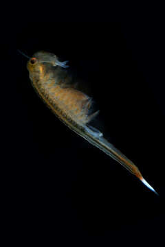 Image of eastern fairy shrimp