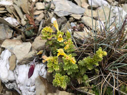 Imagem de Euphrasia nankotaizanensis Yamam.