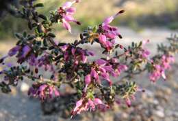 Plancia ëd Erica paucifolia subsp. ciliata (Klotzsch) E. G. H. Oliver