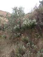 Image of Erica cooperi var. cooperi