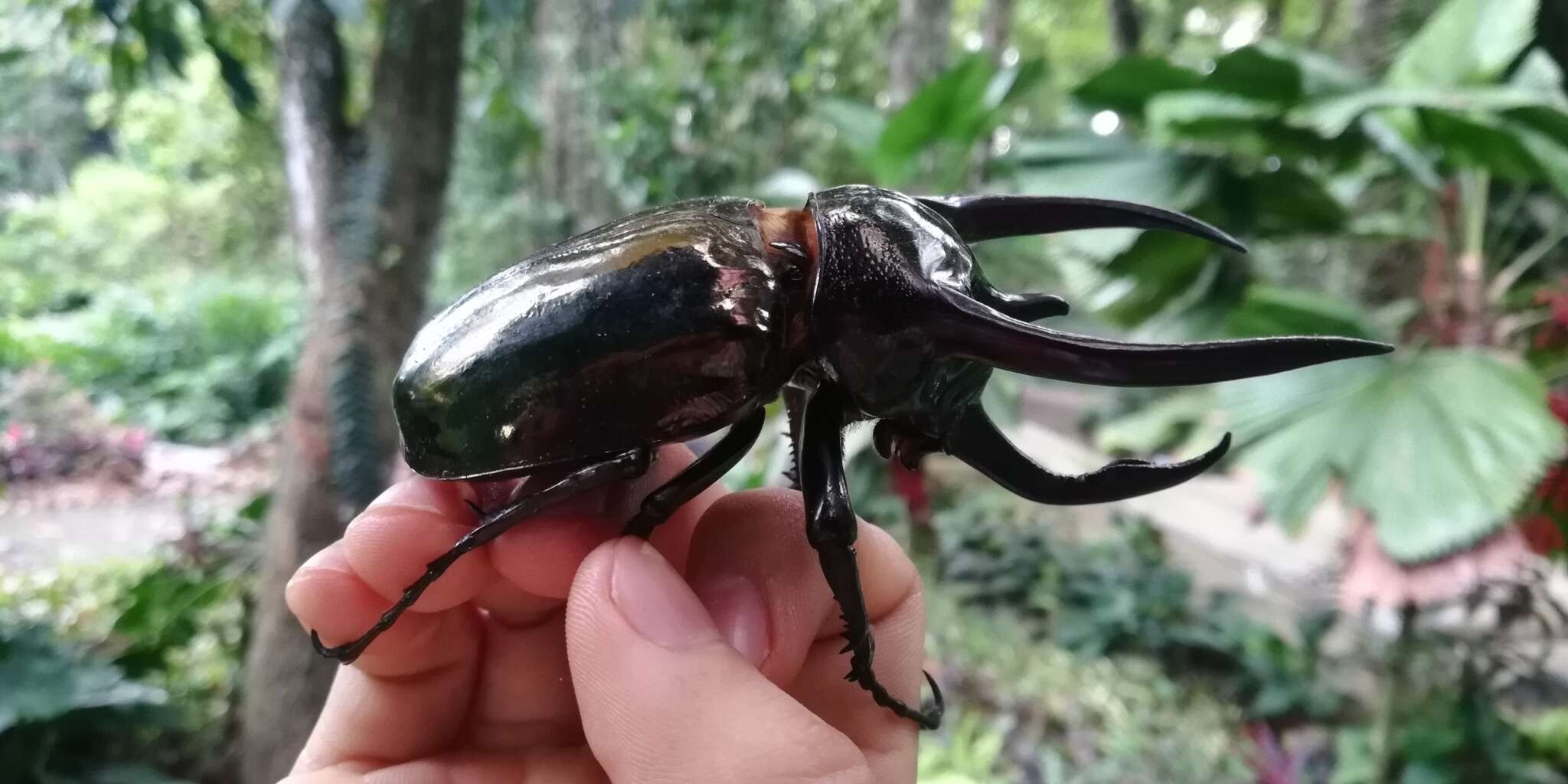 Image of Atlas beetle