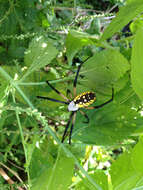 Image of Black-and-Yellow Argiope