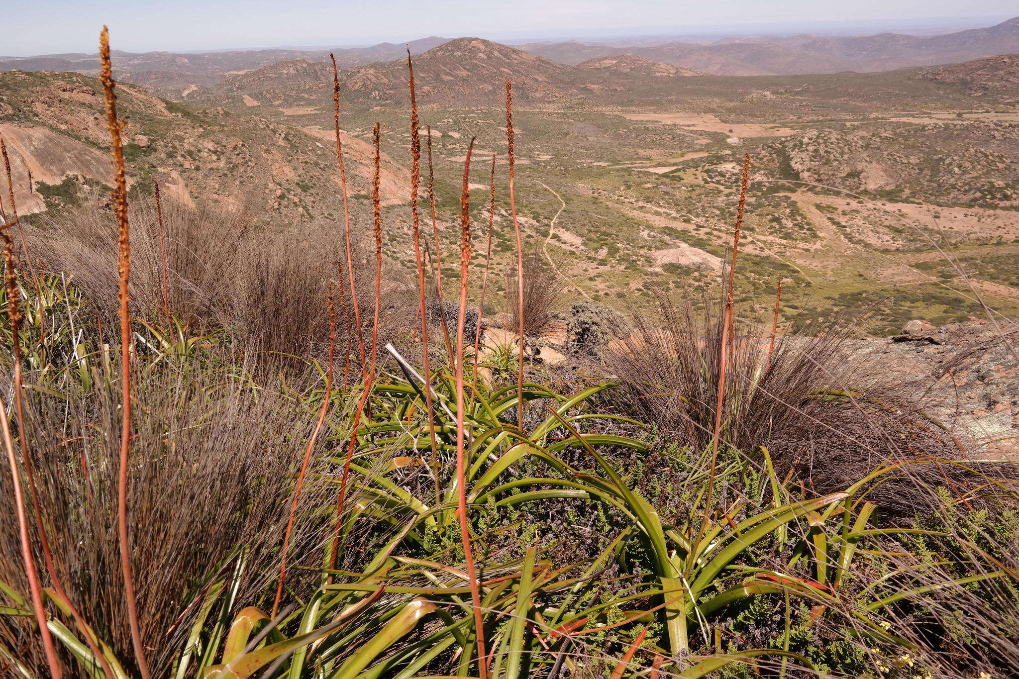 Imagem de Bulbinella latifolia subsp. latifolia