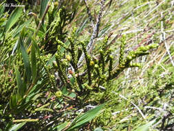 Image of Lepidothamnus fonkii Phil.