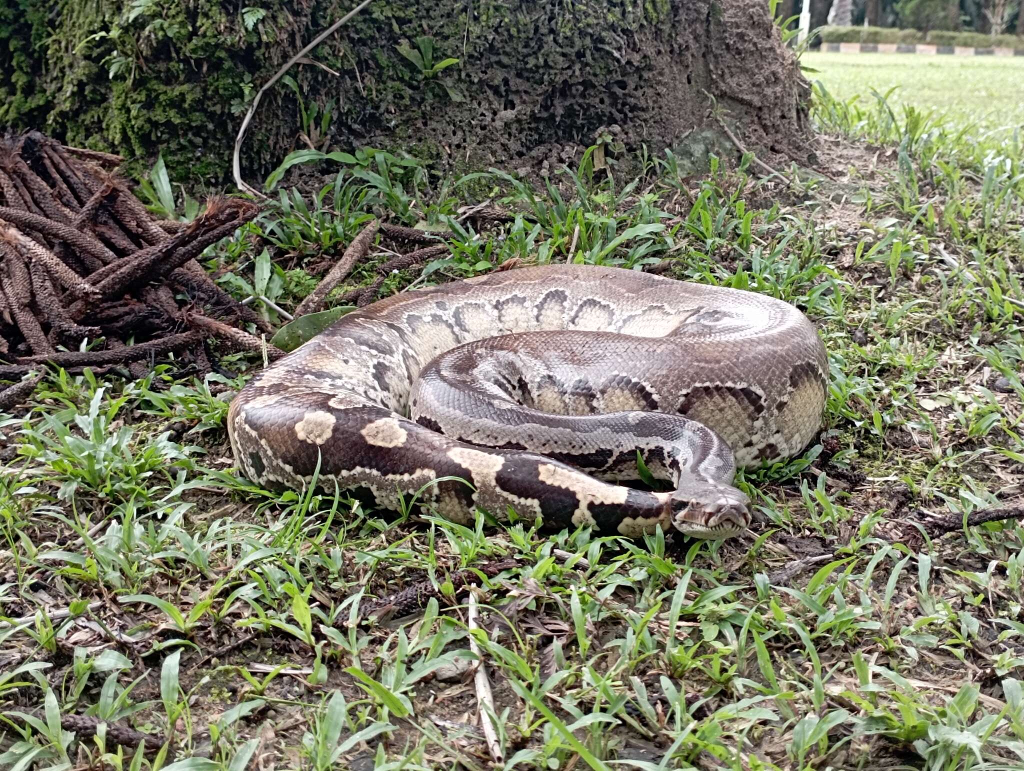 Image of Bornean Short-tailed Python