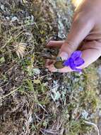 Image of Cyananthus lobatus Wall. ex Benth.