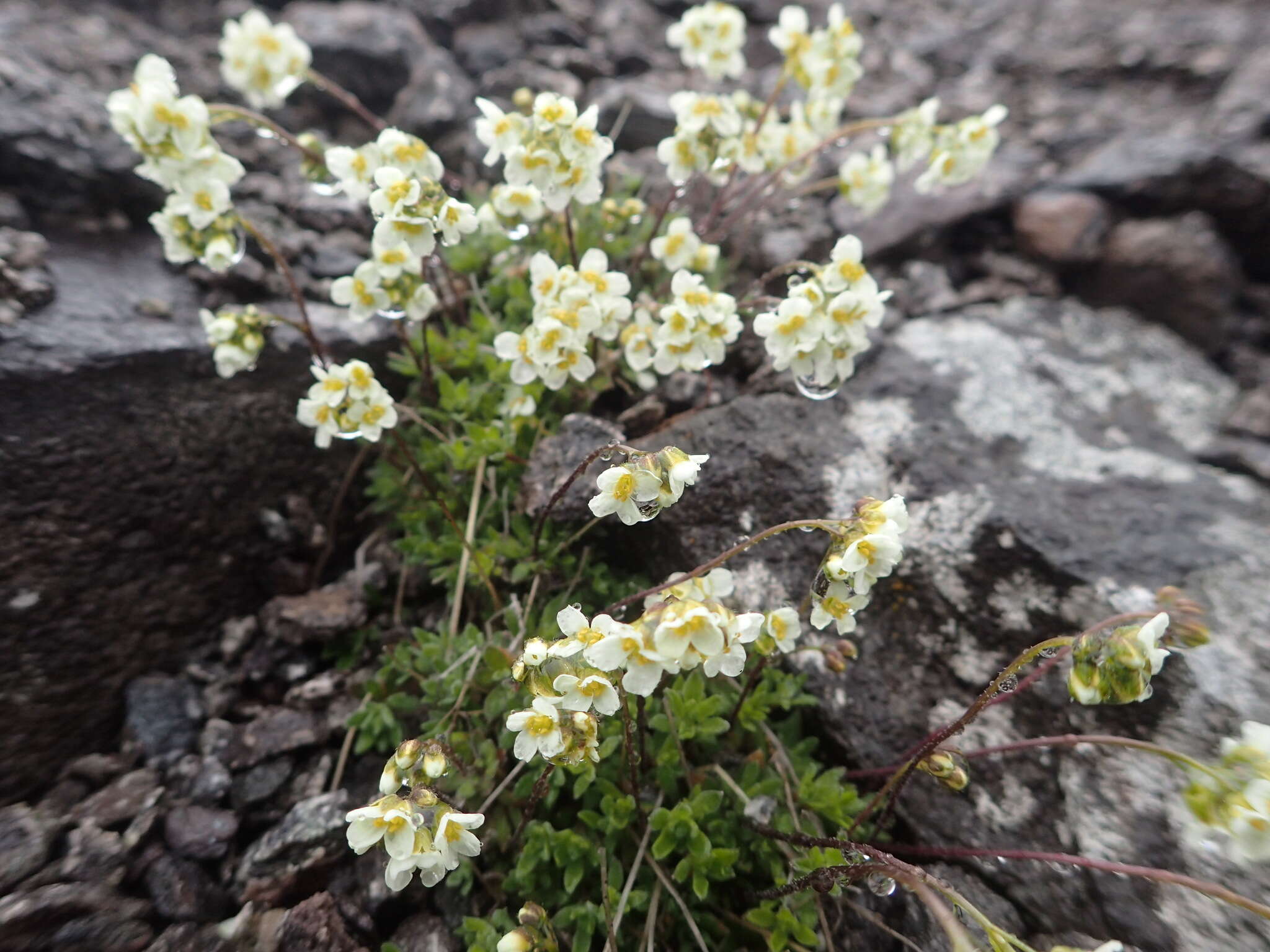 Image of Palander's draba