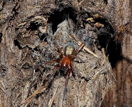 Image of Callobius olympus (Chamberlin & Ivie 1947)