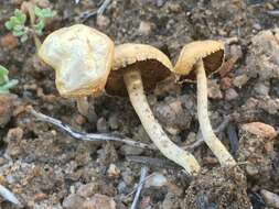 Image of Agrocybe pediades (Fr.) Fayod 1889