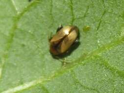 Image of Potato flea beetle