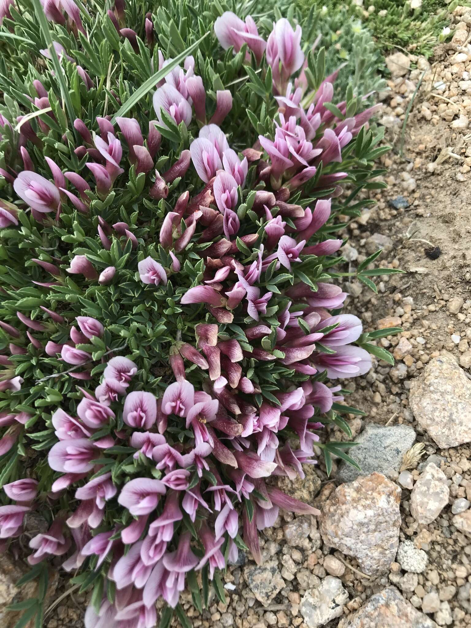 Image of dwarf clover