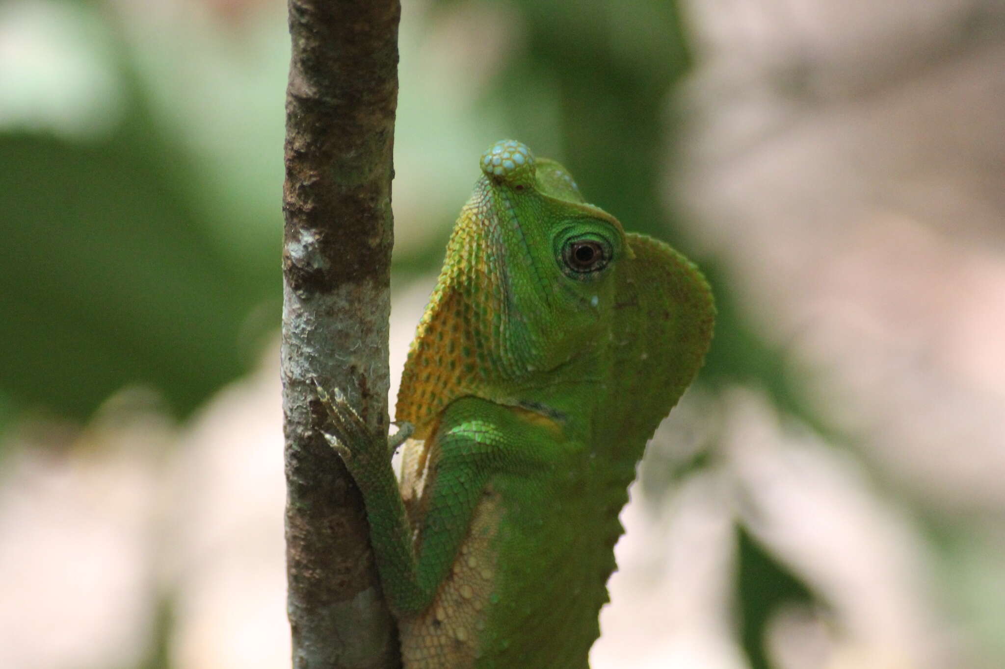 Image of LyreShead Lizard