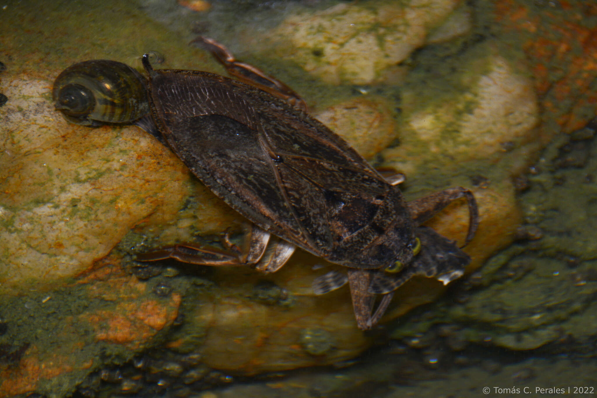 Image of Rineloricaria catamarcensis (Berg 1895)